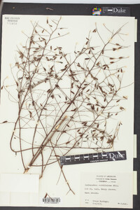 Indigofera caroliniana image