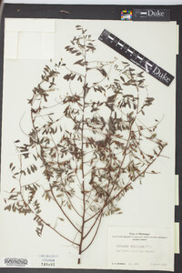 Indigofera caroliniana image