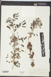 Indigofera suffruticosa image