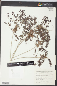 Indigofera suffruticosa image