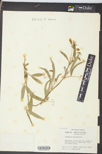 Lathyrus hirsutus image