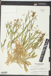 Lathyrus hirsutus image