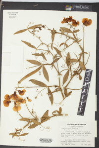 Lathyrus latifolius image