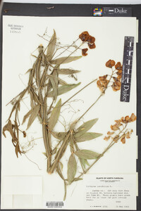 Lathyrus latifolius image