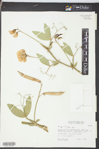 Lathyrus latifolius image