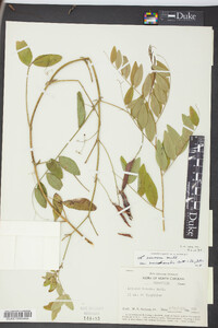 Lathyrus venosus image