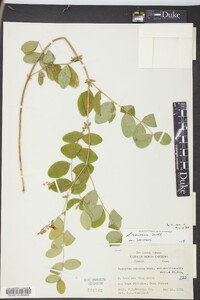 Lathyrus venosus image