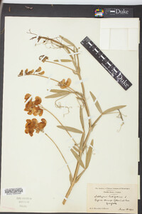 Lathyrus latifolius image