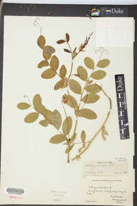 Lathyrus venosus image