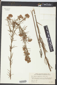 Lespedeza angustifolia image