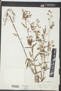 Lespedeza angustifolia image