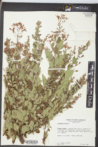 Lespedeza bicolor image