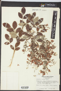 Lespedeza bicolor image