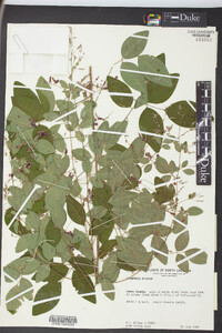 Lespedeza bicolor image