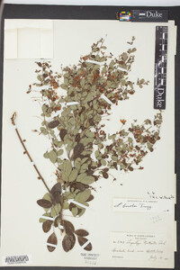 Lespedeza bicolor image