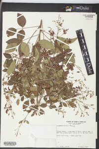 Lespedeza bicolor image