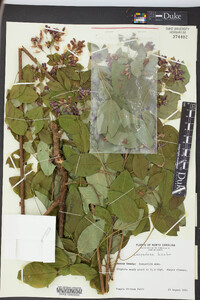 Lespedeza bicolor image