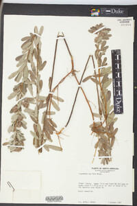 Lespedeza capitata image