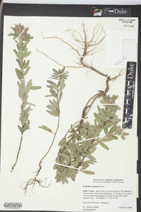 Lespedeza capitata image