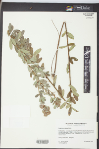 Lespedeza capitata image