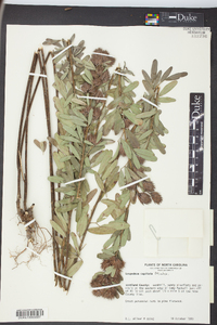 Lespedeza capitata image