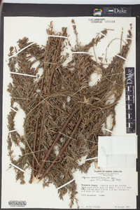 Lespedeza cuneata image
