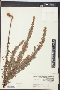 Lespedeza cuneata image