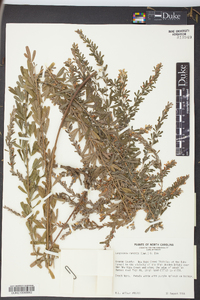 Lespedeza cuneata image