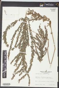 Lespedeza cuneata image