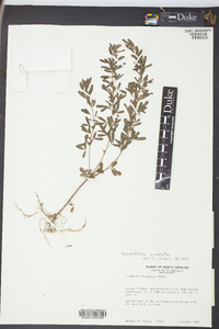 Lespedeza cuneata image