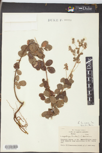 Lespedeza hirta image