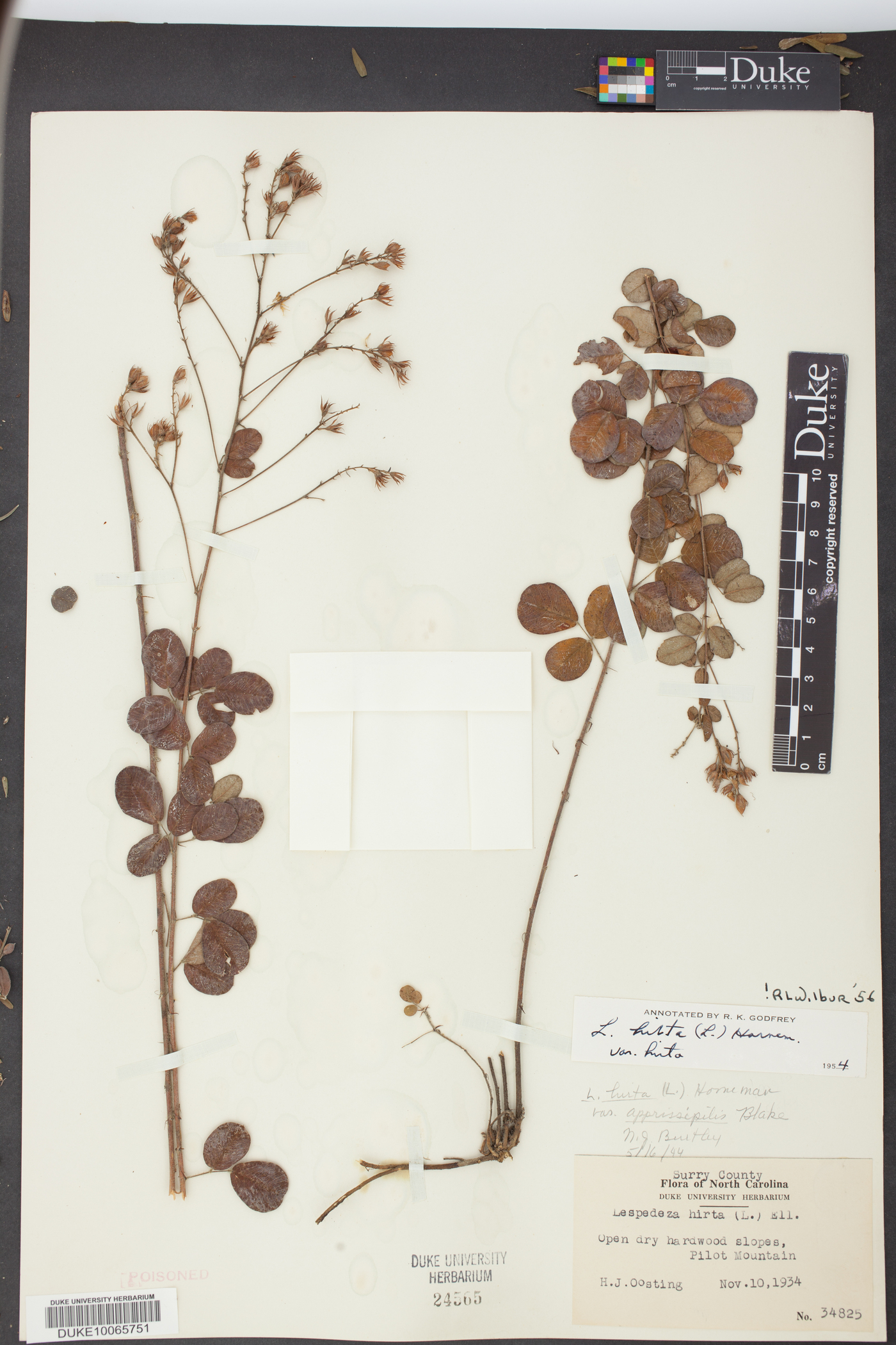 Lespedeza hirta var. hirta image