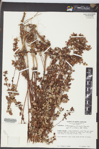 Lespedeza intermedia image