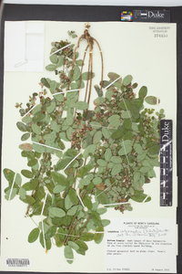 Lespedeza intermedia image