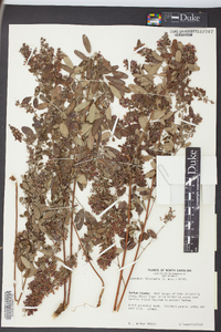 Lespedeza intermedia image