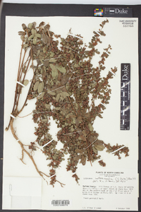 Lespedeza intermedia image