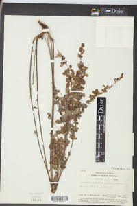 Lespedeza intermedia image