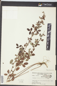 Lespedeza intermedia image