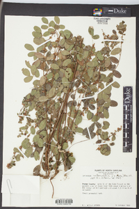 Lespedeza intermedia image