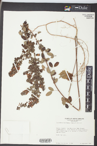 Lespedeza intermedia image