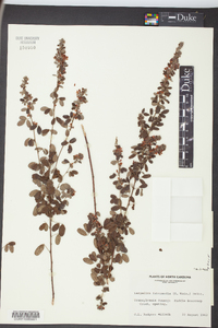 Lespedeza intermedia image