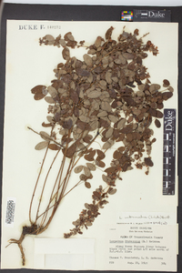 Lespedeza intermedia image