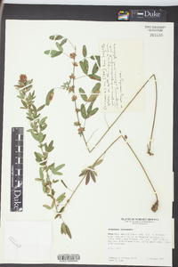 Lespedeza intermedia image