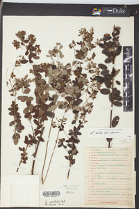 Lespedeza × nuttallii image