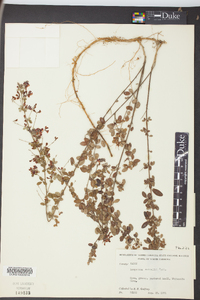 Lespedeza × nuttallii image