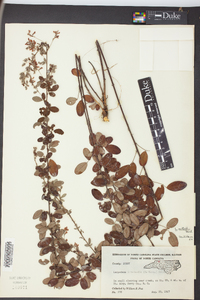 Lespedeza × nuttallii image