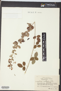 Lespedeza × nuttallii image