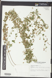 Lespedeza procumbens image