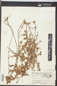 Lespedeza procumbens image