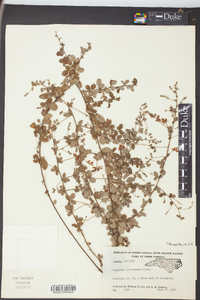 Lespedeza procumbens image